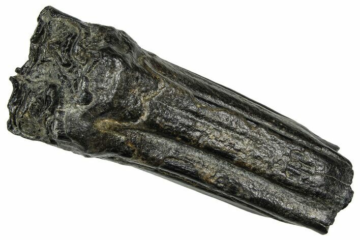 Pleistocene Aged Fossil Horse Tooth - South Carolina #374129